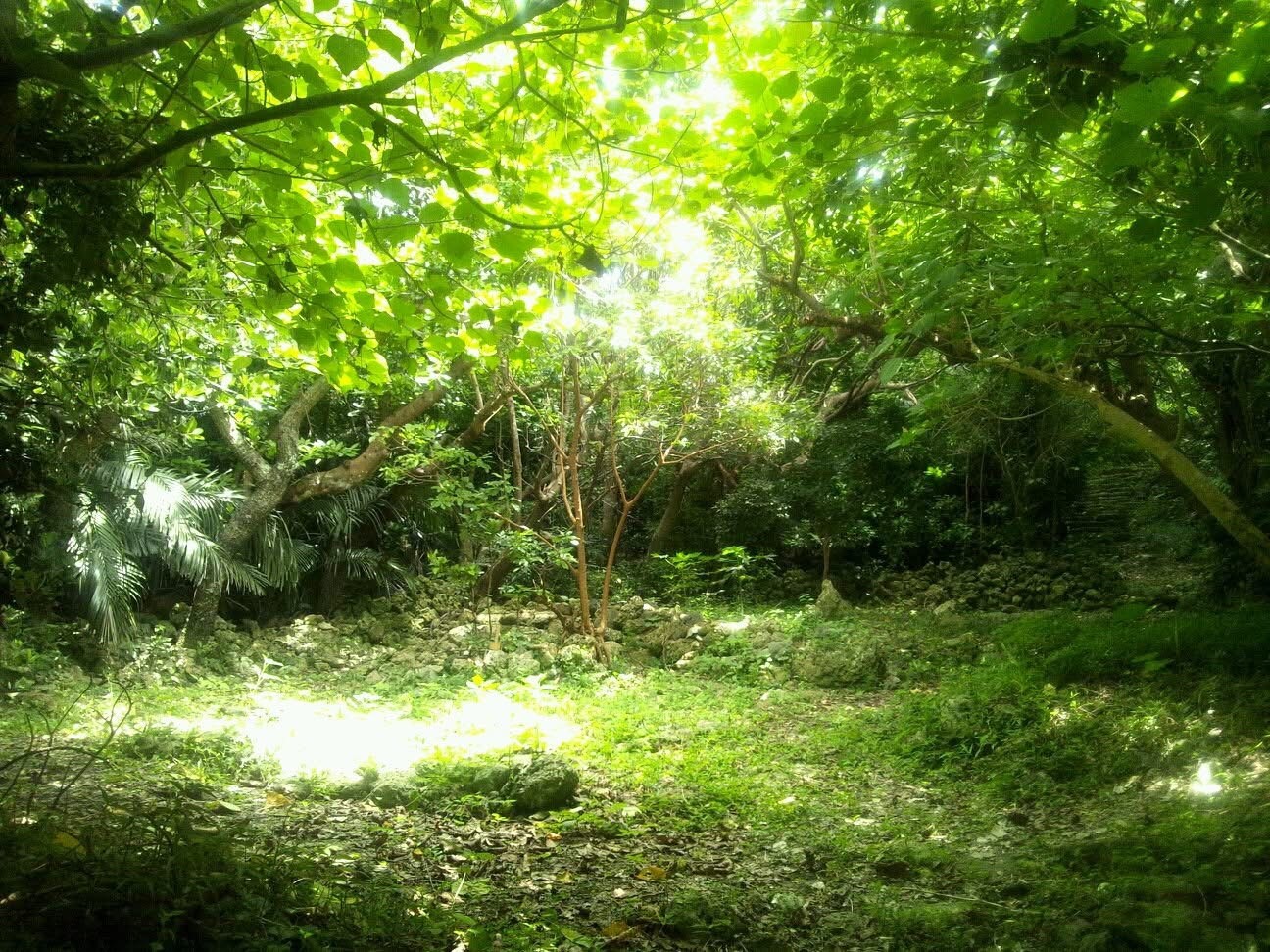 A sunlit clearing beneath a canopy of trees.
